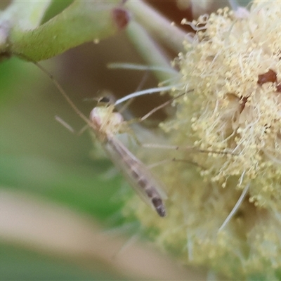 Chironomidae (family) (Non-biting Midge) at West Wodonga, VIC - 20 Sep 2024 by KylieWaldon