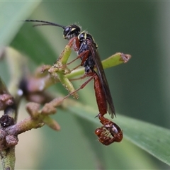 Thynninae (subfamily) at West Wodonga, VIC - 20 Sep 2024 by KylieWaldon