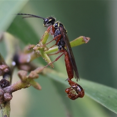 Thynninae (subfamily) (Smooth flower wasp) at West Wodonga, VIC - 20 Sep 2024 by KylieWaldon