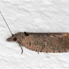 Cryptaspasma sordida (A Tortricid moth (Olethreutinae)) at Melba, ACT - 19 Sep 2024 by kasiaaus