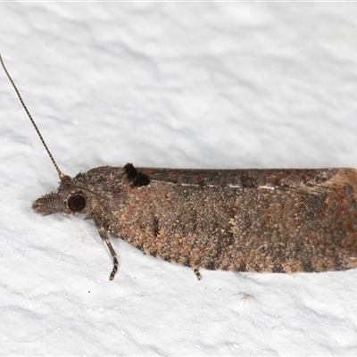 Cryptaspasma sordida (A Tortricid moth (Olethreutinae)) at Melba, ACT - 19 Sep 2024 by kasiaaus