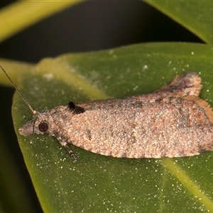 Cryptaspasma sordida at Melba, ACT - 19 Sep 2024