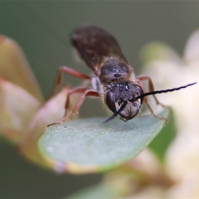 Unidentified Flower wasp (Scoliidae or Tiphiidae) at West Wodonga, VIC - 20 Sep 2024 by KylieWaldon