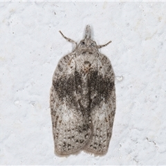Tortricinae provisional species 1 - 1 Jan 1900 by kasiaaus