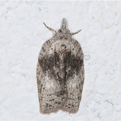 Tortricinae provisional species 1 - 1 Jan 1900 by kasiaaus