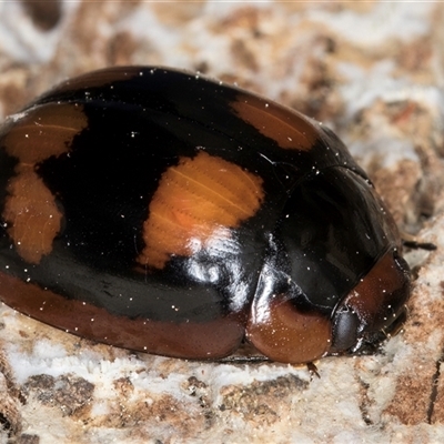 Paropsisterna beata (Blessed Leaf Beetle) at Bruce, ACT - 19 Sep 2024 by kasiaaus