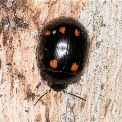 Paropsisterna octosignata (Eucalyptus leaf beetle) at Bruce, ACT - 19 Sep 2024 by kasiaaus