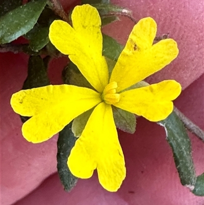 Hibbertia empetrifolia subsp. empetrifolia at Tullarwalla, NSW - 15 Sep 2024 by lbradley