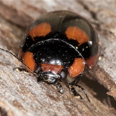 Paropsisterna beata (Blessed Leaf Beetle) at Bruce, ACT - 20 Sep 2024 by kasiaaus