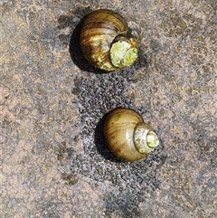 Unidentified Snail or Slug (Gastropoda) at Mitchell Plateau, WA - 20 Sep 2024 by Mike