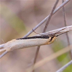 Philobota xiphostola at Gundaroo, NSW - 20 Sep 2024 by ConBoekel