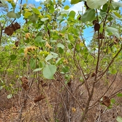 Unidentified Other Shrub at Mitchell Plateau, WA - 20 Sep 2024 by Mike