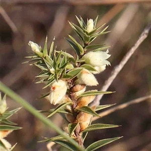 Melichrus urceolatus at Gundaroo, NSW - 20 Sep 2024