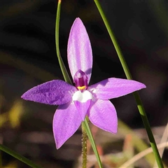 Glossodia major (Wax Lip Orchid) at Gundaroo, NSW - 19 Sep 2024 by ConBoekel