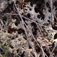 Cladia corallaizon at Gundaroo, NSW - 20 Sep 2024 by ConBoekel