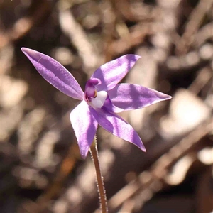 Glossodia major at Gundaroo, NSW - suppressed