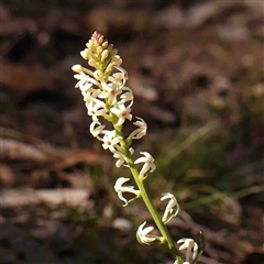 Stackhousia monogyna (Creamy Candles) at Gundaroo, NSW - 19 Sep 2024 by ConBoekel