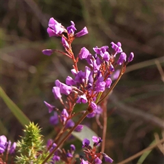 Hardenbergia violacea (False Sarsaparilla) at Gundaroo, NSW - 19 Sep 2024 by ConBoekel