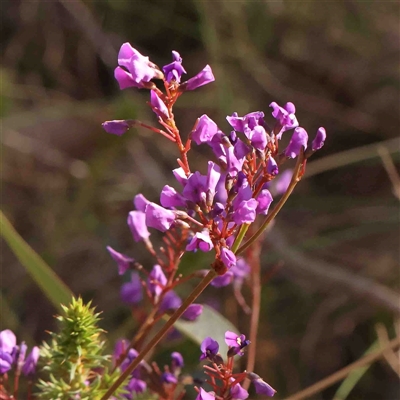 Hardenbergia violacea (False Sarsaparilla) at Gundaroo, NSW - 19 Sep 2024 by ConBoekel