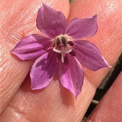 Schelhammera undulata (Lilac Lily) at Tullarwalla, NSW - 15 Sep 2024 by lbradley