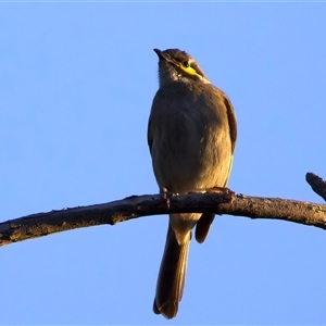 Caligavis chrysops at Ainslie, ACT - 18 Sep 2024