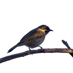 Caligavis chrysops at Ainslie, ACT - 18 Sep 2024