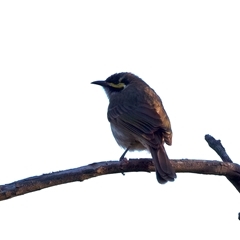 Caligavis chrysops at Ainslie, ACT - 18 Sep 2024