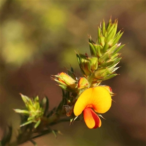 Pultenaea procumbens at Gundaroo, NSW - 20 Sep 2024 09:55 AM