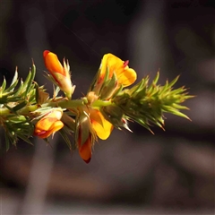 Pultenaea procumbens at Gundaroo, NSW - 20 Sep 2024 09:55 AM