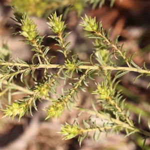 Pultenaea procumbens at Gundaroo, NSW - 20 Sep 2024 09:55 AM