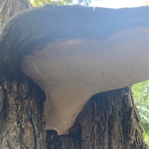 Ganoderma at Acton, ACT - 20 Sep 2024