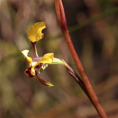 Diuris pardina (Leopard Doubletail) at Gundaroo, NSW - 19 Sep 2024 by ConBoekel