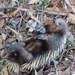 Tachyglossus aculeatus (Short-beaked Echidna) at Kangaroo Valley, NSW - 10 Sep 2024 by lbradley