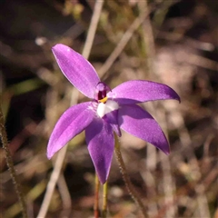 Glossodia major (Wax Lip Orchid) at Gundaroo, NSW - 19 Sep 2024 by ConBoekel