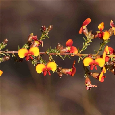 Dillwynia phylicoides (A Parrot-pea) at Gundaroo, NSW - 20 Sep 2024 by ConBoekel