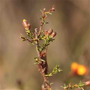 Dillwynia phylicoides at Gundaroo, NSW - 20 Sep 2024 10:00 AM