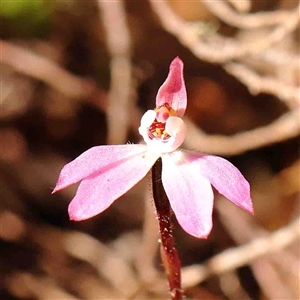 Caladenia fuscata at Gundaroo, NSW - suppressed