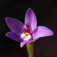 Glossodia major (Wax Lip Orchid) at Gundaroo, NSW - 20 Sep 2024 by ConBoekel