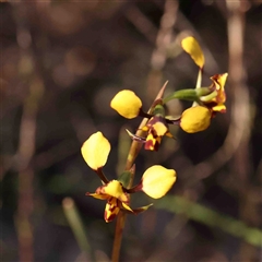 Diuris pardina (Leopard Doubletail) at Gundaroo, NSW - 20 Sep 2024 by ConBoekel