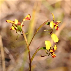 Diuris pardina at Gundaroo, NSW - 20 Sep 2024