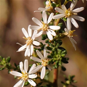 Olearia microphylla at Gundaroo, NSW - 20 Sep 2024