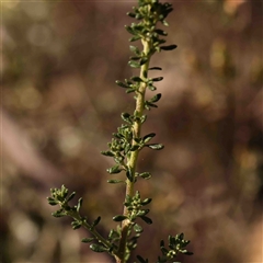 Olearia microphylla at Gundaroo, NSW - 20 Sep 2024 10:07 AM