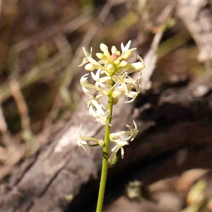 Stackhousia monogyna at Gundaroo, NSW - 20 Sep 2024