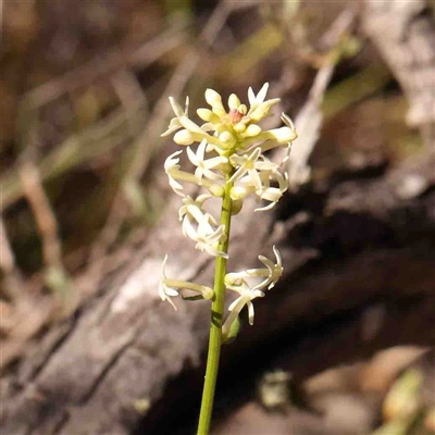 Stackhousia monogyna (Creamy Candles) at Gundaroo, NSW - 20 Sep 2024 by ConBoekel