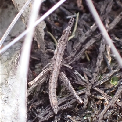 Keyacris sp. (genus) (Matchstick grasshopper) at Cowra, NSW - 19 Sep 2024 by AnneG1