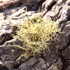 Usnea sp. (genus) (Bearded lichen) at Gundaroo, NSW - 20 Sep 2024 by ConBoekel