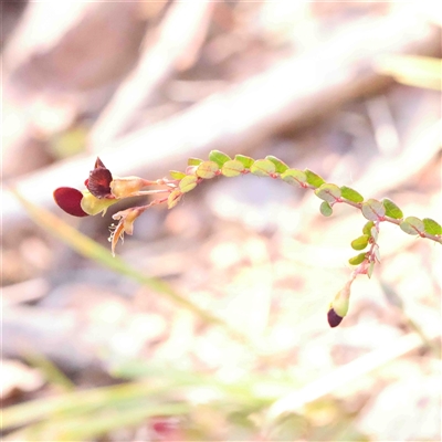 Bossiaea buxifolia (Matted Bossiaea) at Gundaroo, NSW - 20 Sep 2024 by ConBoekel