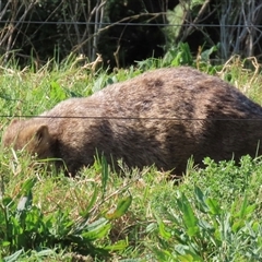 Vombatus ursinus (Common wombat, Bare-nosed Wombat) at Kangaroo Valley, NSW - 10 Sep 2024 by lbradley