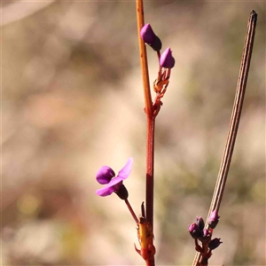 Hardenbergia violacea at Gundaroo, NSW - 20 Sep 2024