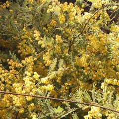 Acacia cardiophylla (Wyalong Wattle) at Gundaroo, NSW - 20 Sep 2024 by ConBoekel